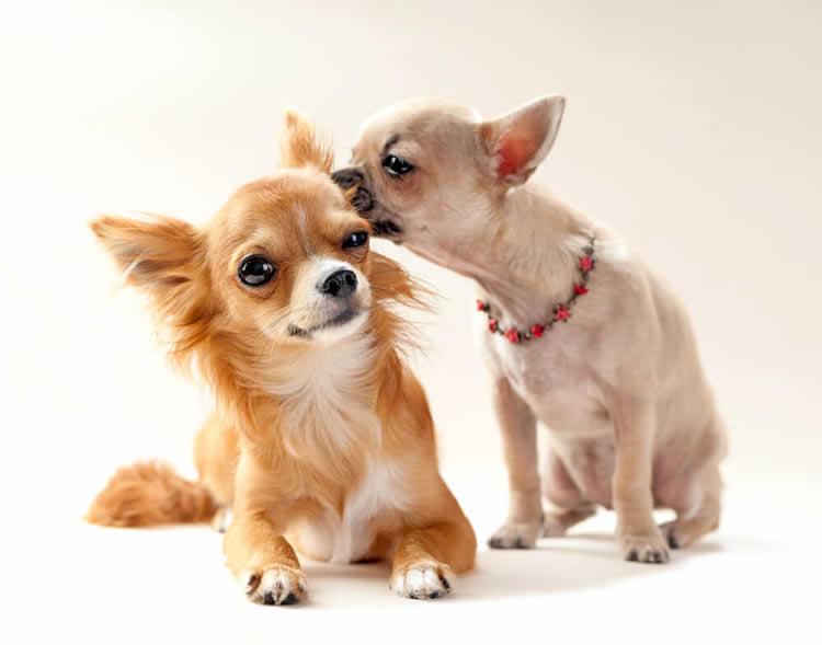 A smooth-coat Chihuahua licking a long-coat Chihuahua