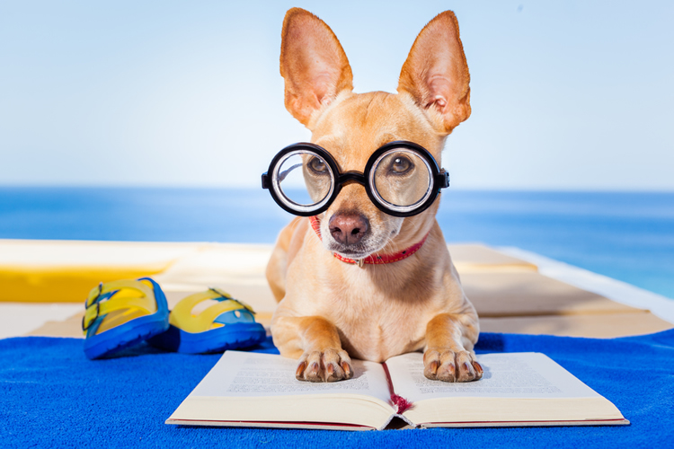 Funny Chihuahua reading a book and wearing glasses on the beach
