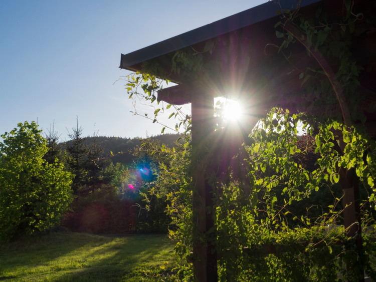 Pergola offering coverage in a yard