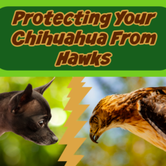 Thumbnail of a Chihuahua facing off against a hawk