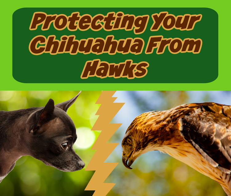 Chihuahua facing off against a hawk