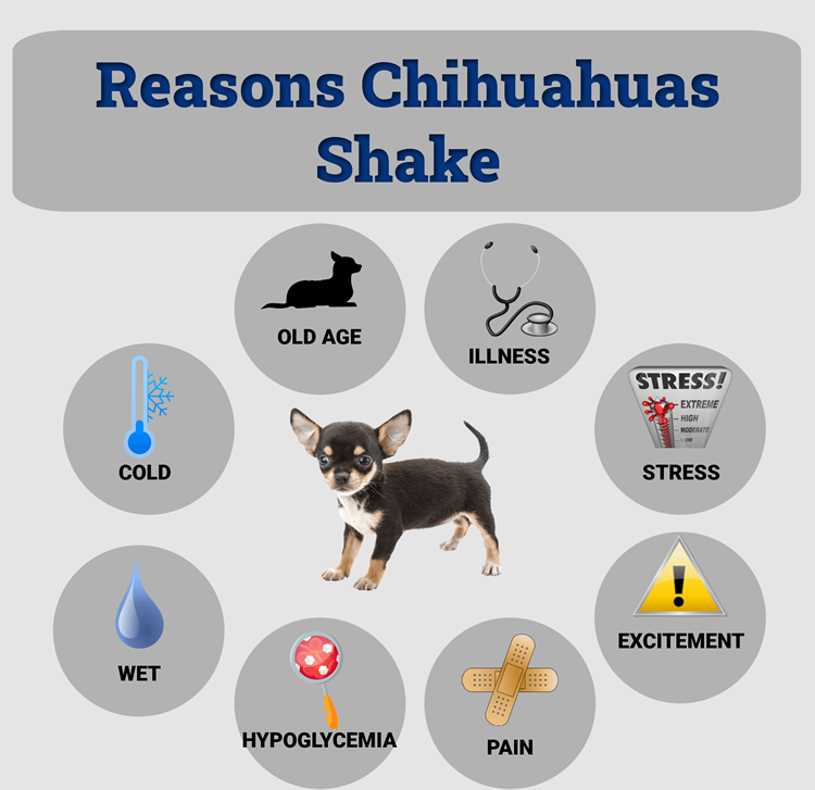 why does my chihuahua shake when I talk to her?