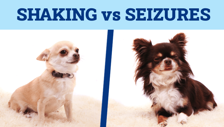 Shaking vs seizures in Chihuahuas