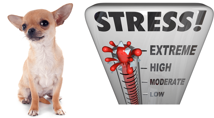 Chihuahua standing next to a stress meter