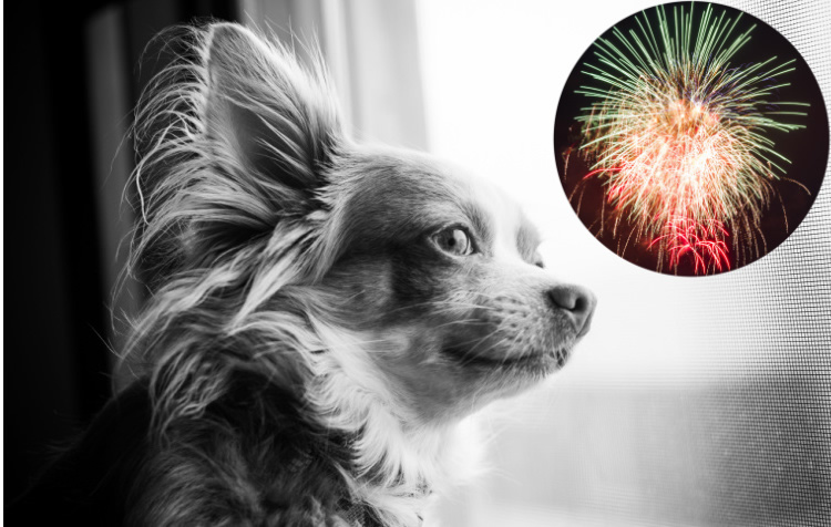 Stressed Chihuahua watching fireworks and shaking