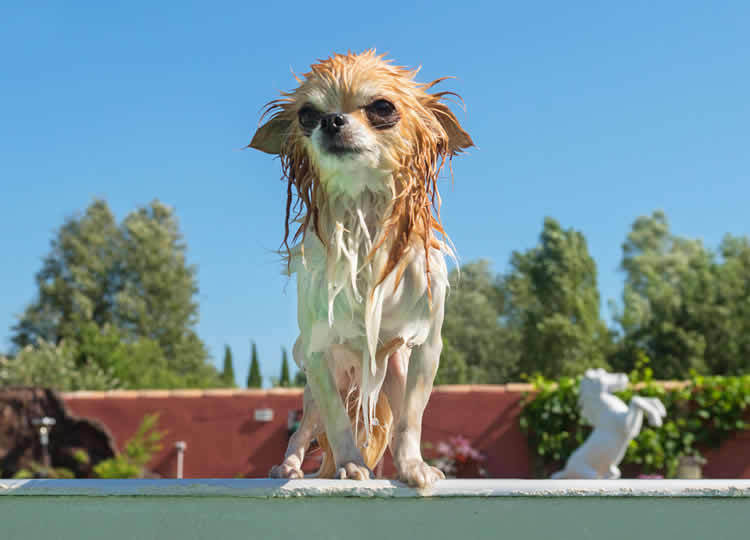 Wet Chihuahua after getting a bath