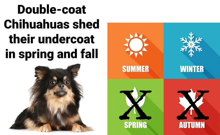 Double-coat Chihuahua next to illustration showing the seasons of spring and fall in which he will shed
