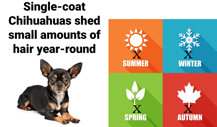 Single-coat Chihuahua next to illustration showing that he will shed year-round