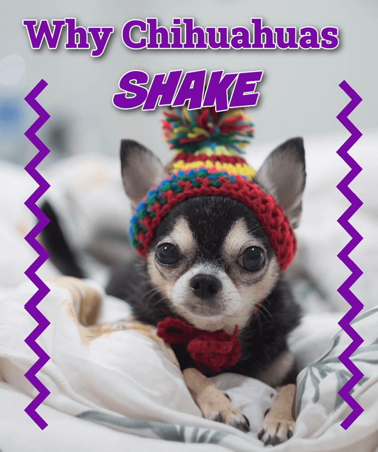 Chihuahua shaking and shivering