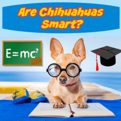 Thumbnail of are Chihuahuas smart?