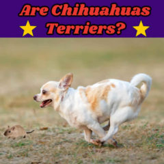 are-chihuahuas-terriers-thumb