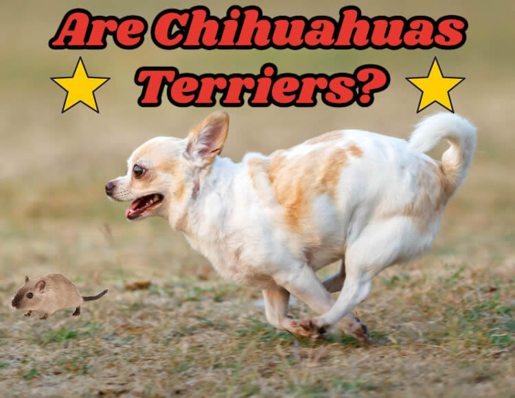Are Chihuahuas terriers?