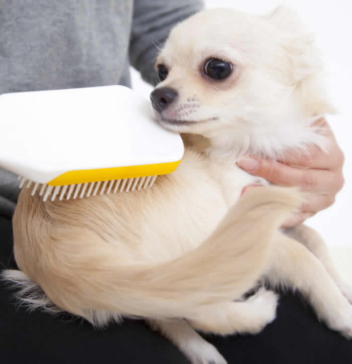 Owner brushing his Chihuahua before giving him a bath