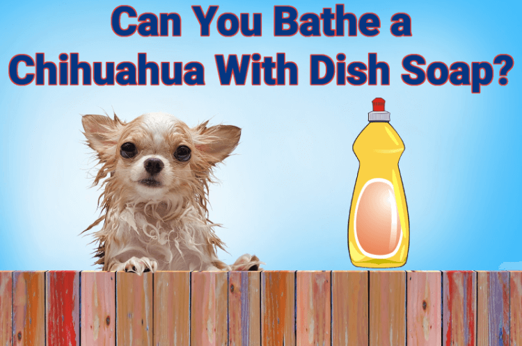 Can you bathe a Chihuahua with dish soap?