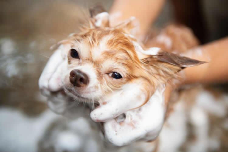 Chihuahua with a thick lather of shampoo during bath time