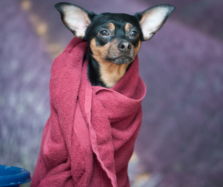 Chihuahua drying off with a towel