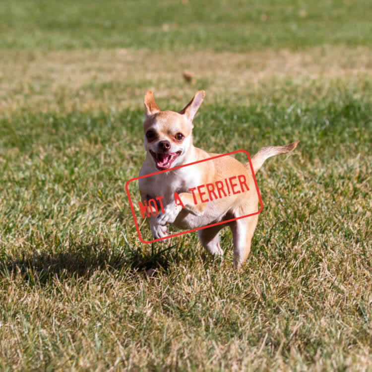 Chihuahua with a sign saying "Not a Terrier"