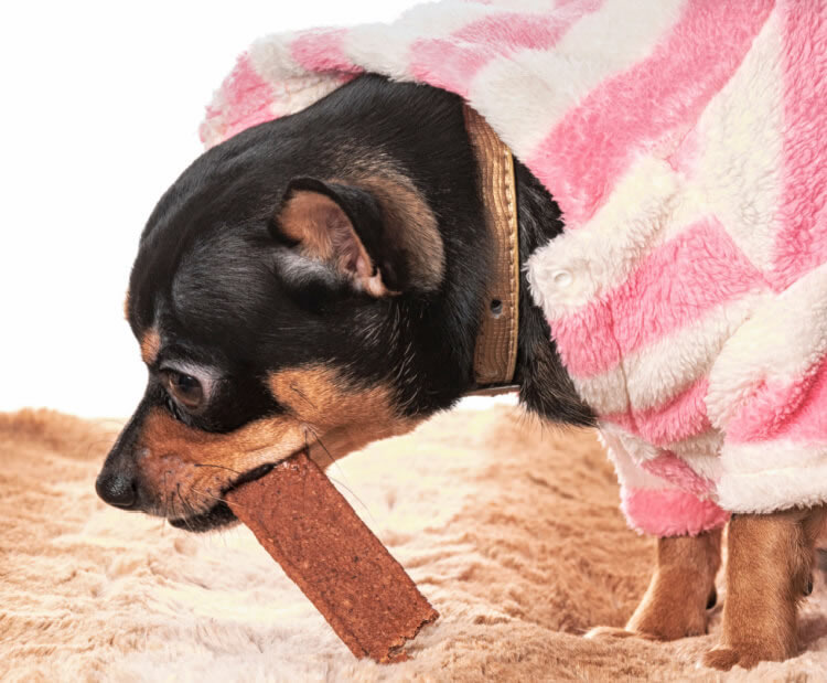 Chihuahua holding a treat after getting a bath