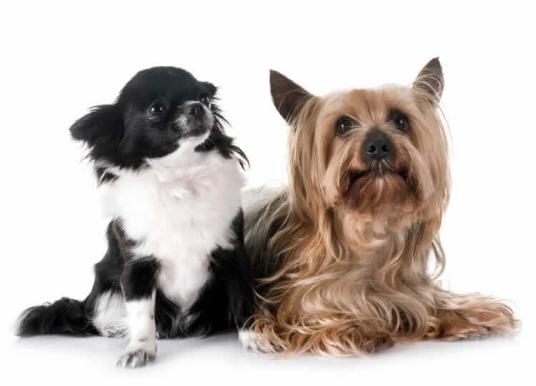 Chihuahua sitting next to a Yorkshire Terrier