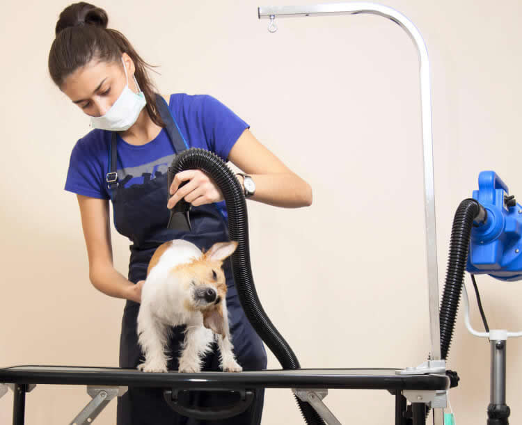 Professional groomer using a dog dryer