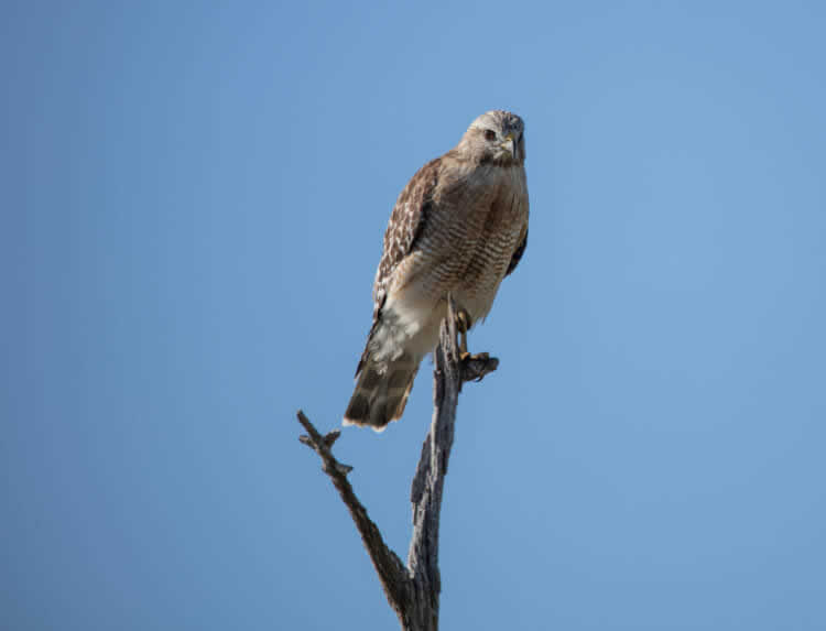 Hawk standing atop a perch looking for a Chihuahua