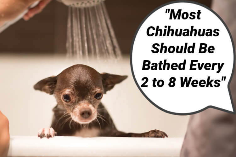 How often to bathe a Chihuahua