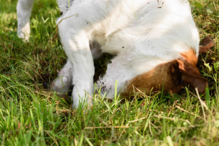 Jack Russel Terrier digging a hole