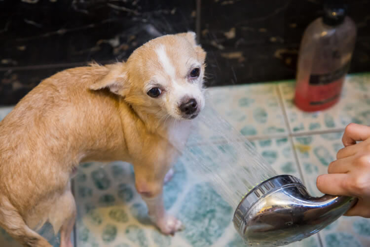 Owner rinsing Chihuahua with a handheld showerhead