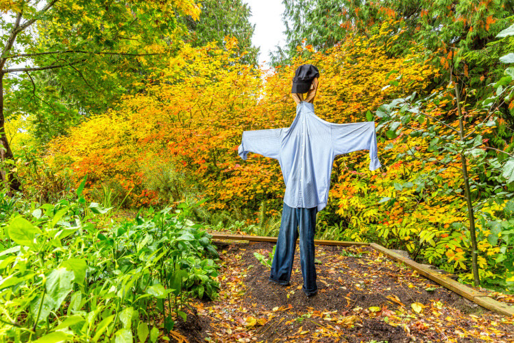 Scarecrow for hawks and birds of prey