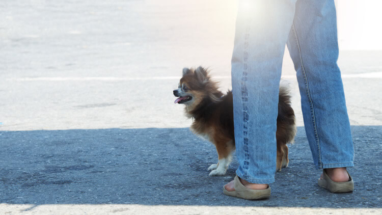 Owner supervising Chihuahua outside