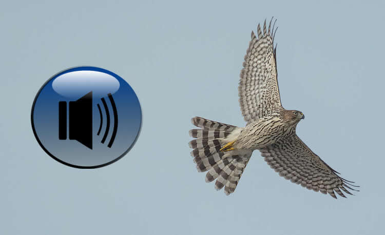 Ultrasonic device for hawks