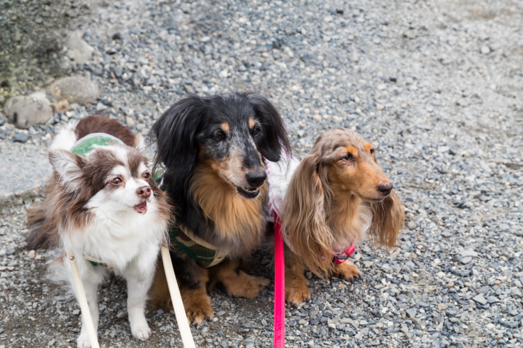 Walking Chihuahua in a group of other dogs