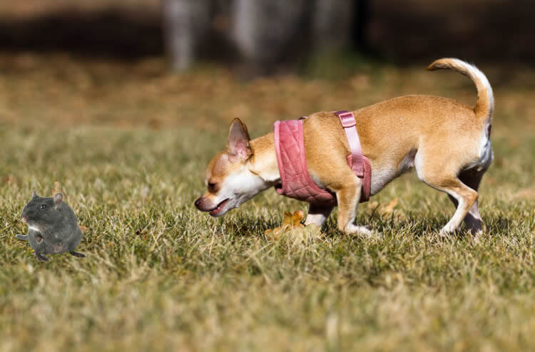 Chihuahua with burrowing instinct chasing a mouse