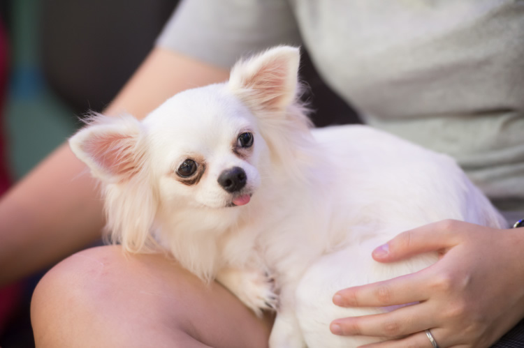 White Chihuahua being a lapdog