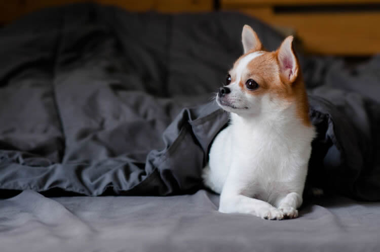 Chihuahua with a burrowing-safe blanket