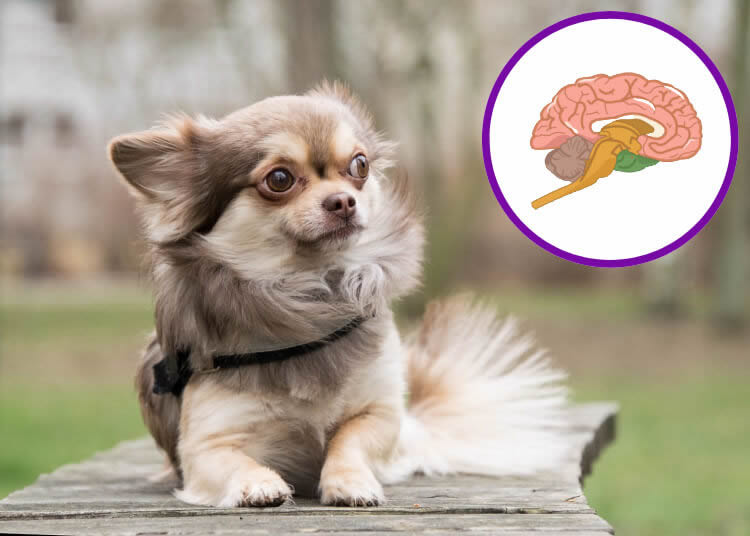 Chihuahua with an illustration of a brain