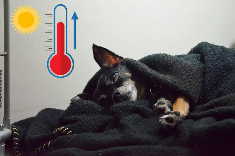 Black Chihuahua burrowing under a fleece blanket