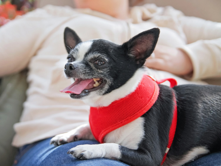 Black-and-white Chihuahua clinging to a single person