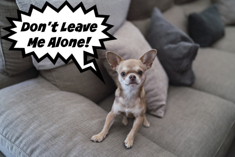 Clingy Chihuahua vs Chihuahua with separation anxiety