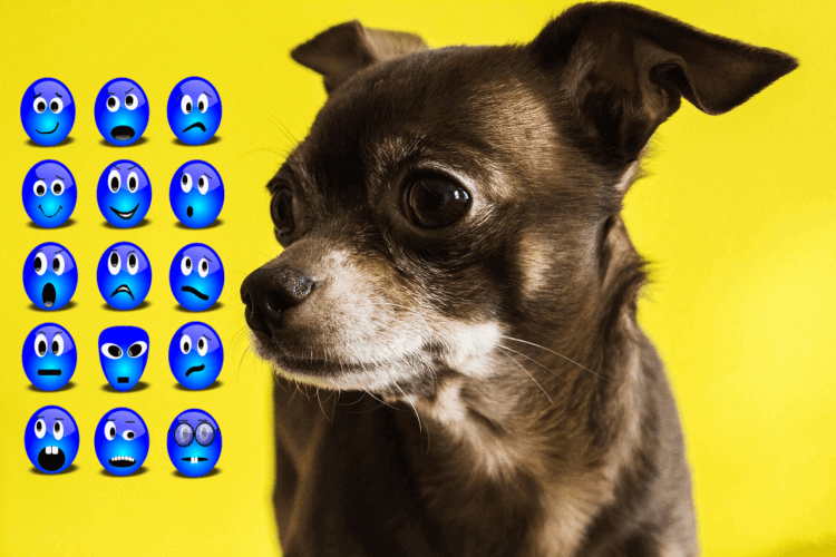Chihuahua sensing emotions and body language of owner