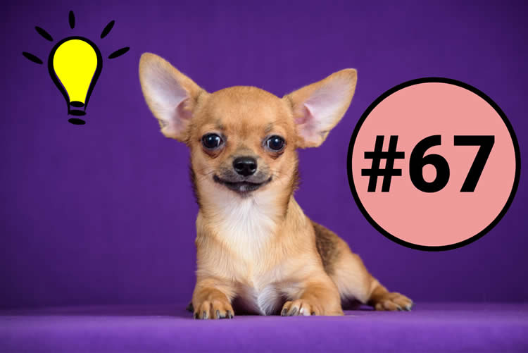 Chihuahua working and obedience intelligence ranking of #67