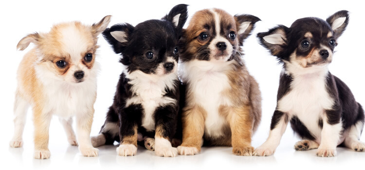 Litter of Chihuahua puppies learning through socialization