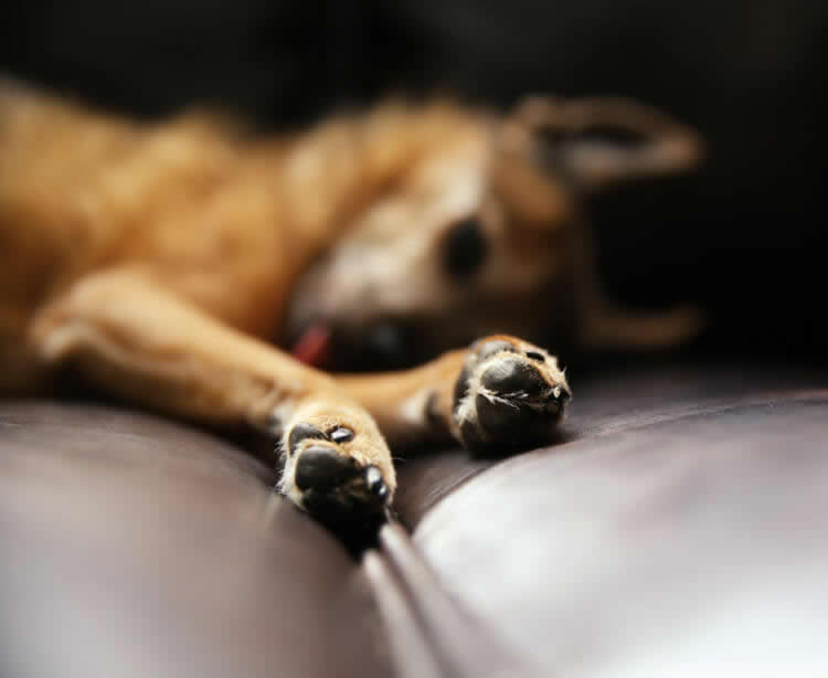 Chihuahua lying on a sofa showing his dewclaws