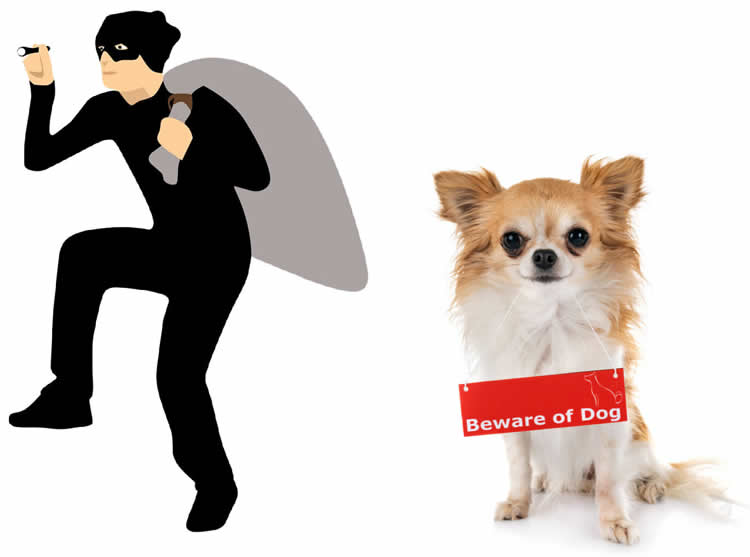 Chihuahua with a beware of the watchdog sign standing next to a burglar