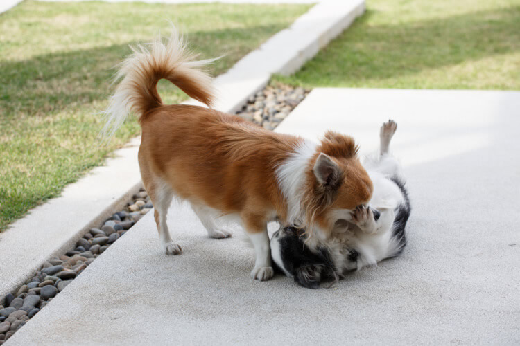 Two Chihuahuas socialiazing by playing together