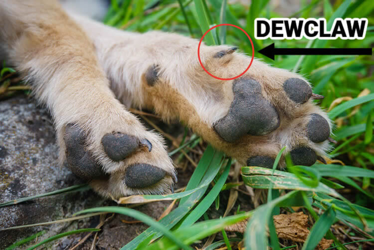 Chihuahua with a dewclaw visible on his right front leg's paw pad