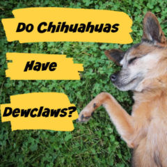 Thumbnail of a Chihuahua laying in grass, showing one of his dewclaws