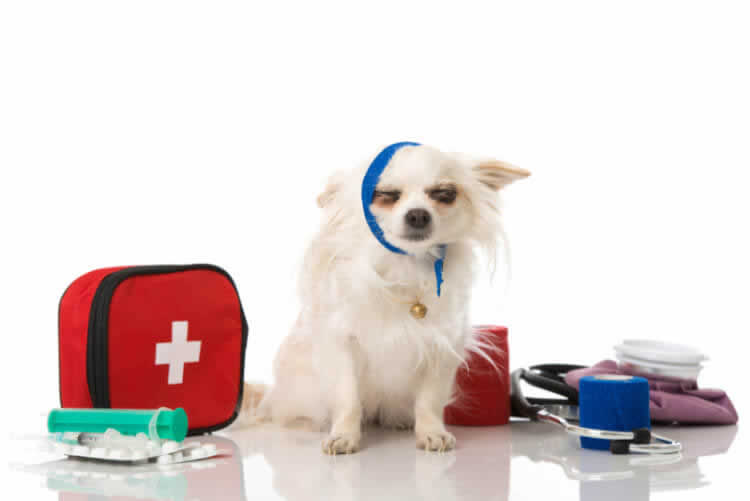 Injured Chihuahua wearing a bandage
