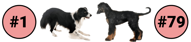 Border Collie standing next to an Afghan Hound