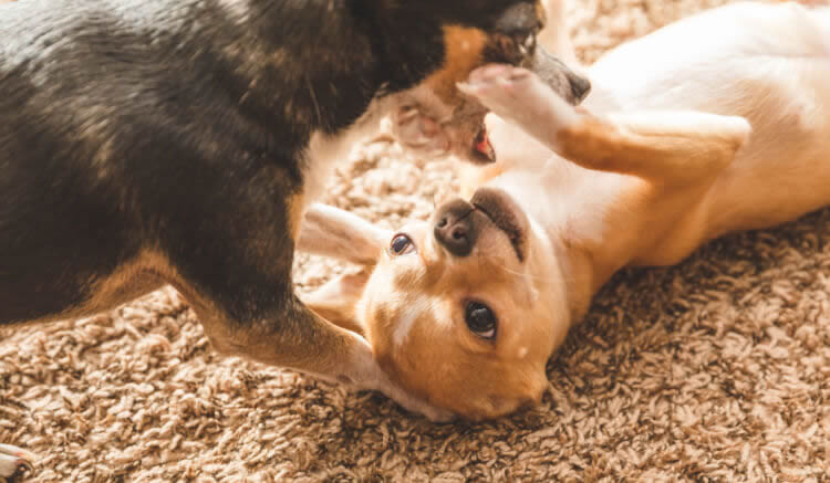 Two Chihuahuas playing with each other on the floor